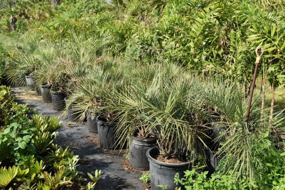 butia-capitata-cocos-australis-pindo-palm-jelly-palm