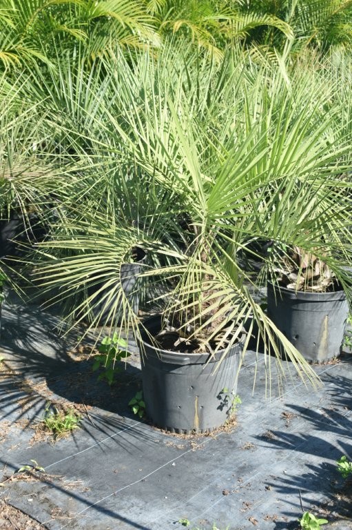 butia-capitata-cocos-australis-pindo-palm-jelly-palm