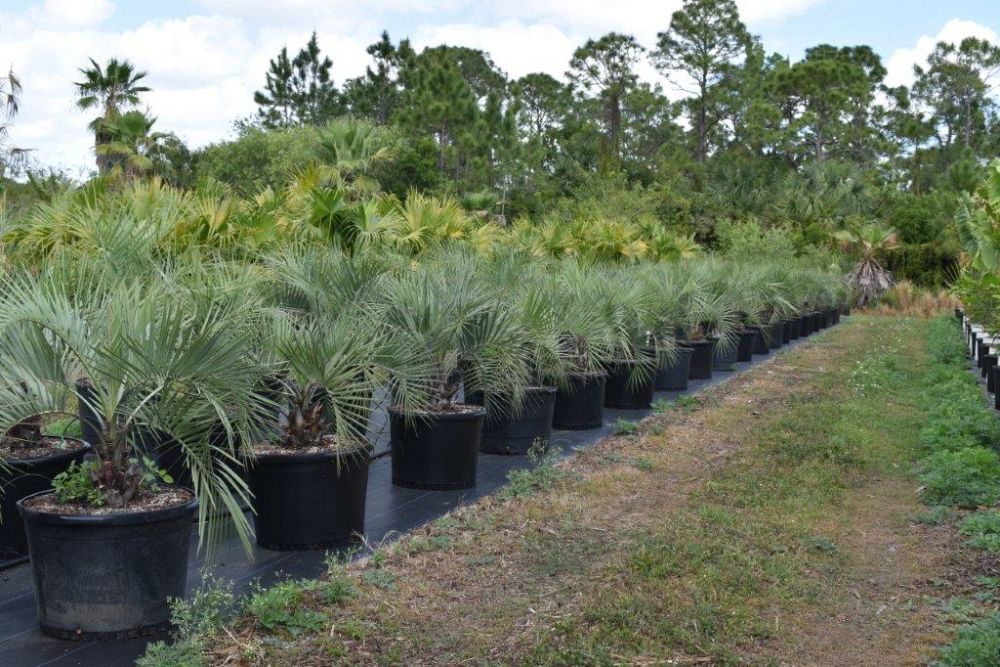 butia-capitata-cocos-australis-pindo-palm-jelly-palm