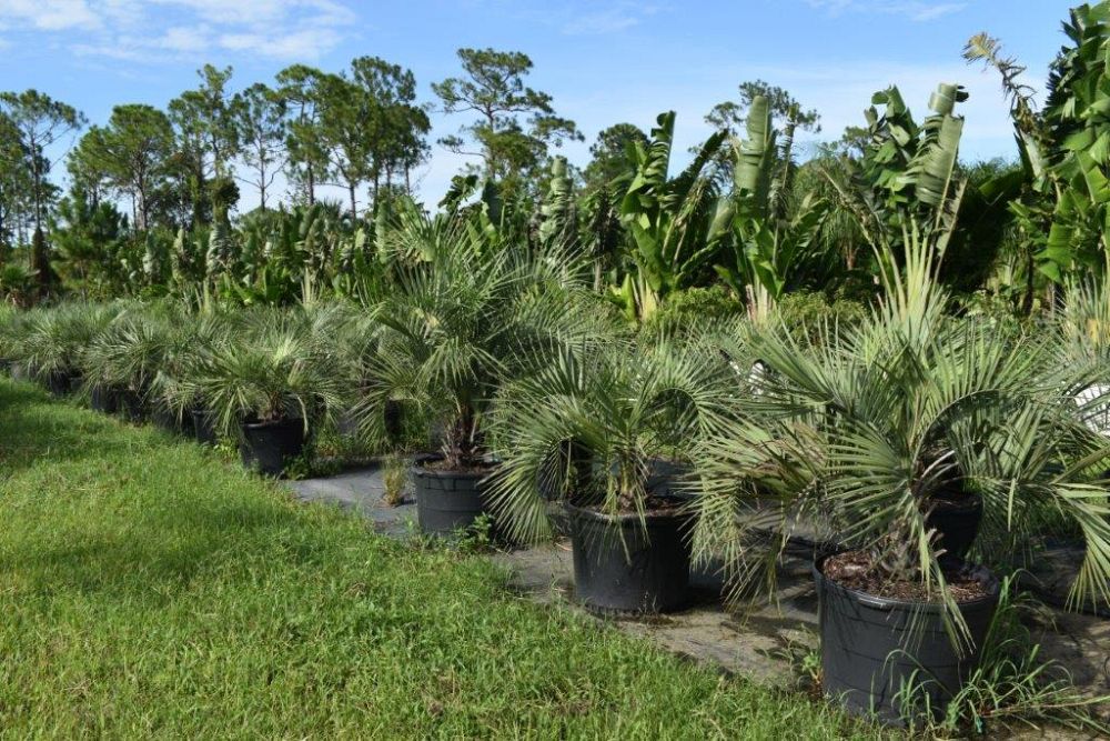 butia-capitata-cocos-australis-pindo-palm-jelly-palm