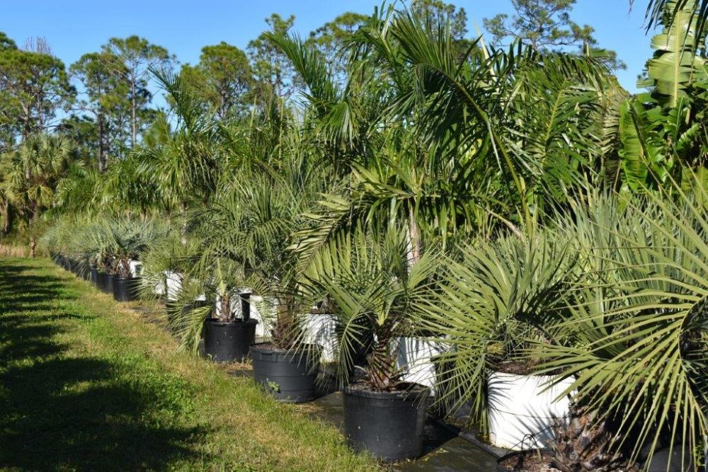 butia-capitata-cocos-australis-pindo-palm-jelly-palm