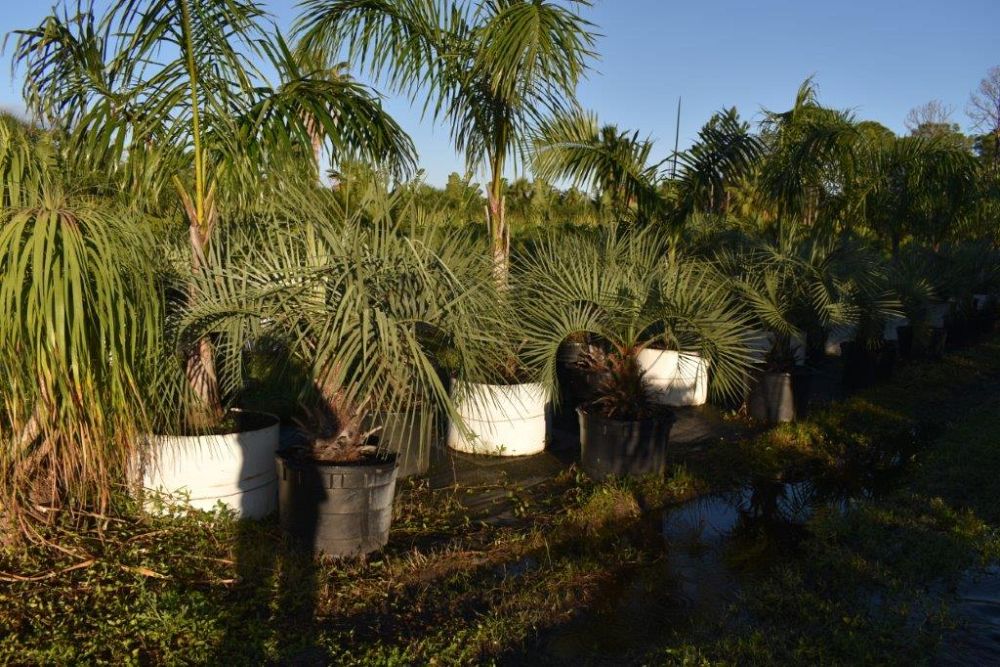 butia-capitata-cocos-australis-pindo-palm-jelly-palm
