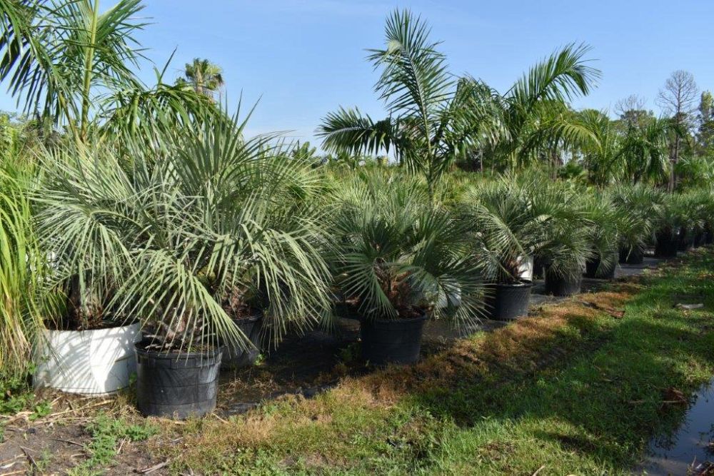butia-capitata-cocos-australis-pindo-palm-jelly-palm