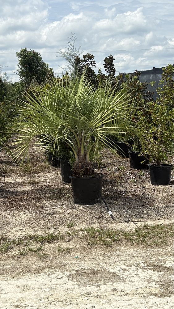 butia-capitata-cocos-australis-pindo-palm-jelly-palm