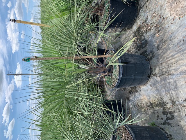 butia-capitata-cocos-australis-pindo-palm-jelly-palm