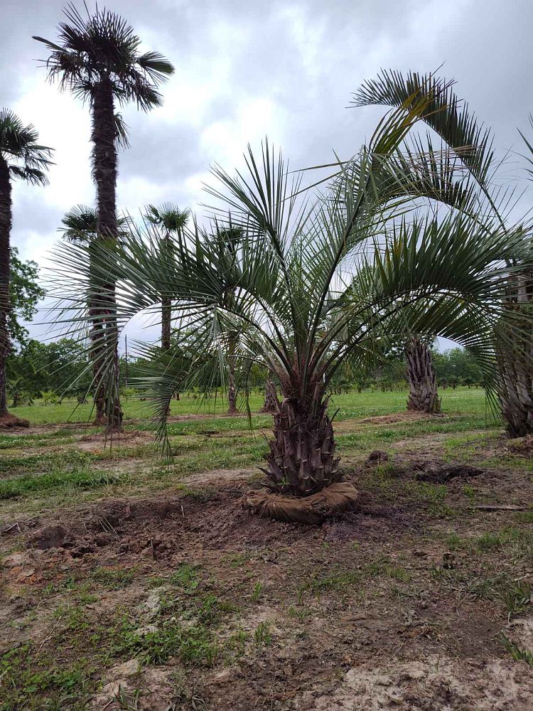 butia-capitata-cocos-australis-pindo-palm-jelly-palm