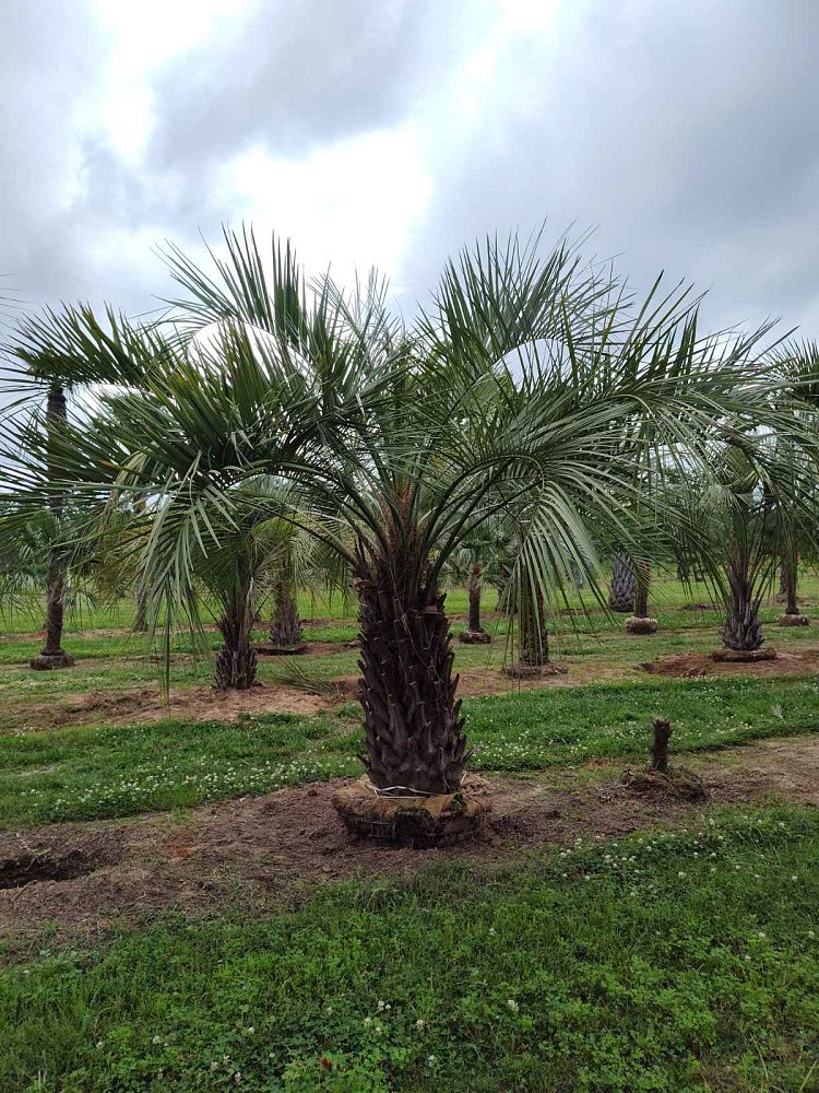butia-capitata-cocos-australis-pindo-palm-jelly-palm