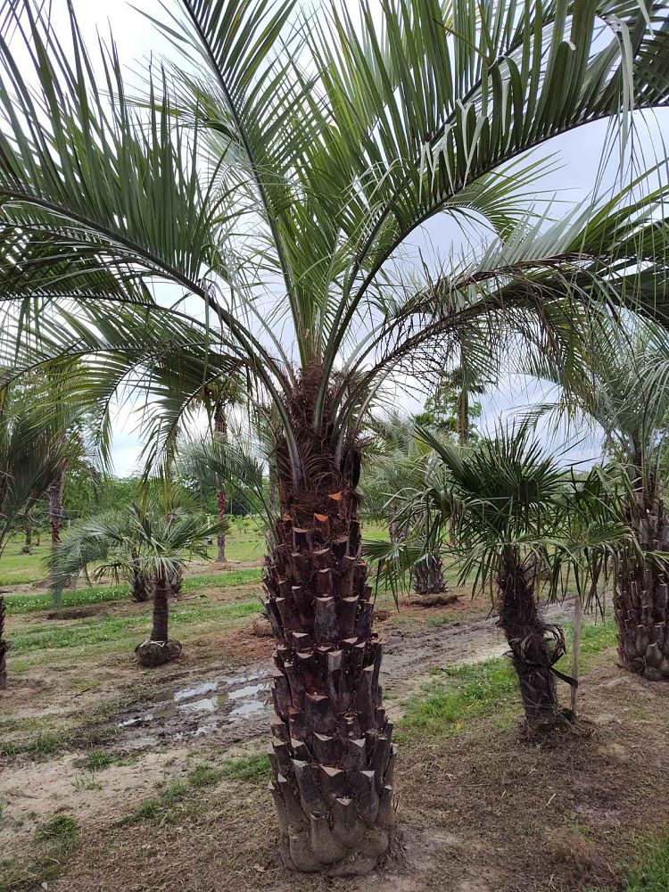 butia-capitata-cocos-australis-pindo-palm-jelly-palm