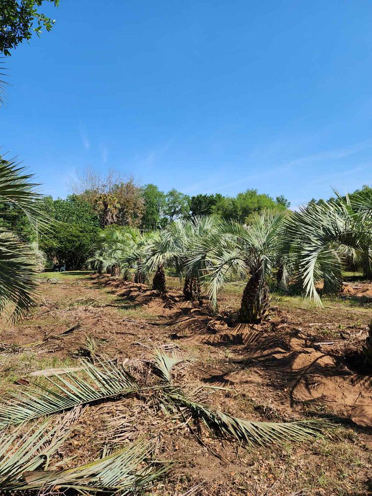 butia-capitata-cocos-australis-pindo-palm-jelly-palm