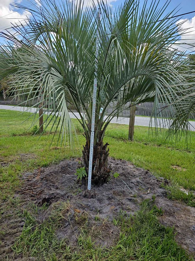 butia-capitata-cocos-australis-pindo-palm-jelly-palm