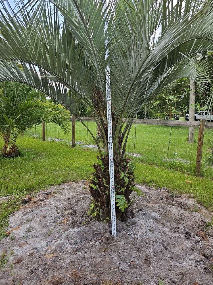 butia-capitata-cocos-australis-pindo-palm-jelly-palm