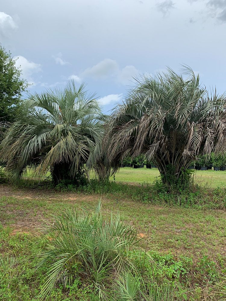 butia-capitata-cocos-australis-pindo-palm-jelly-palm