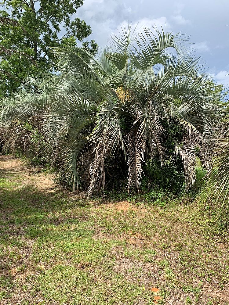 butia-capitata-cocos-australis-pindo-palm-jelly-palm