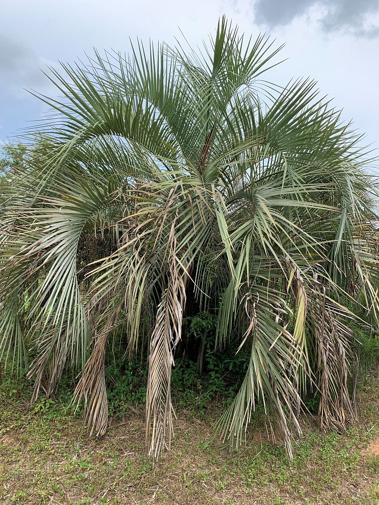 butia-capitata-cocos-australis-pindo-palm-jelly-palm