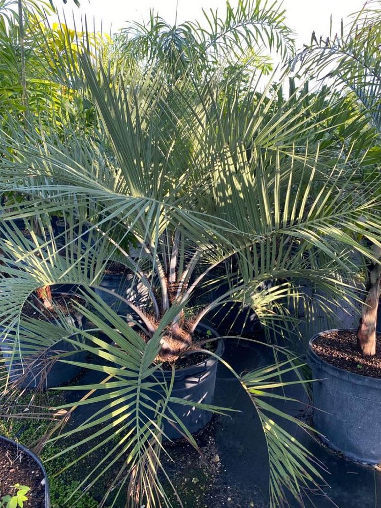 butia-capitata-cocos-australis-pindo-palm-jelly-palm