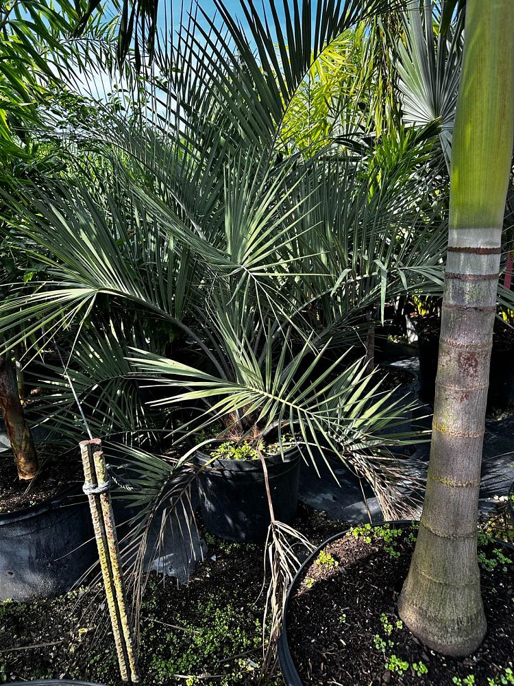 butia-capitata-cocos-australis-pindo-palm-jelly-palm