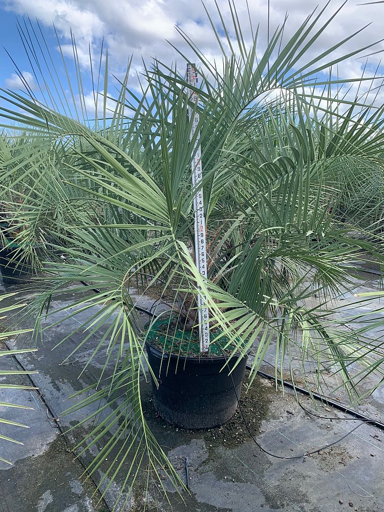 butia-capitata-cocos-australis-pindo-palm-jelly-palm