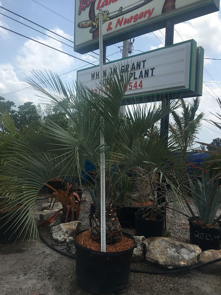 butia-capitata-cocos-australis-pindo-palm-jelly-palm