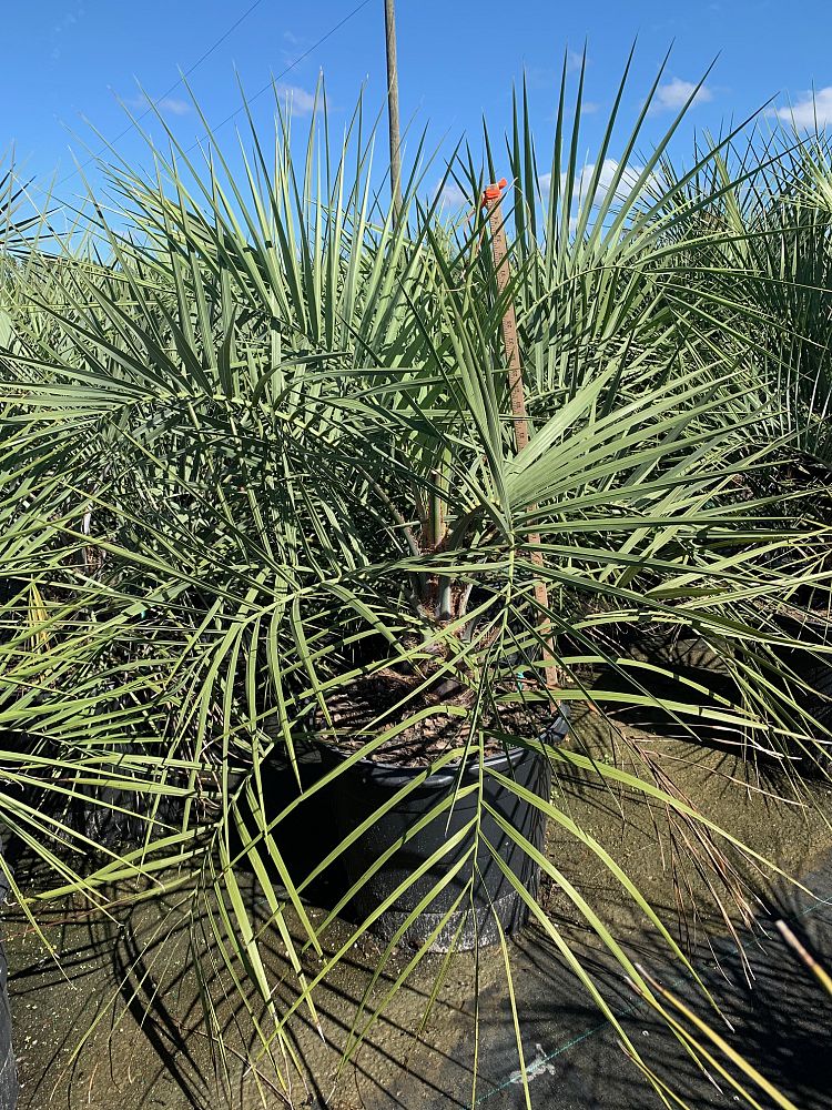 butia-capitata-cocos-australis-pindo-palm-jelly-palm
