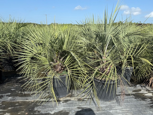 butia-capitata-cocos-australis-pindo-palm-jelly-palm