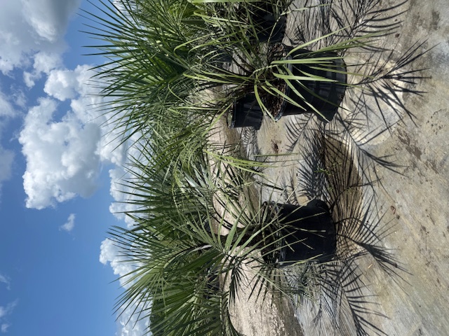 butia-capitata-cocos-australis-pindo-palm-jelly-palm
