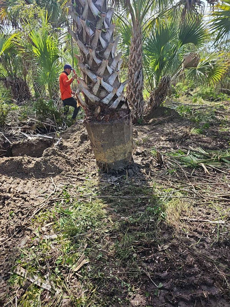 butia-capitata-cocos-australis-pindo-palm-jelly-palm