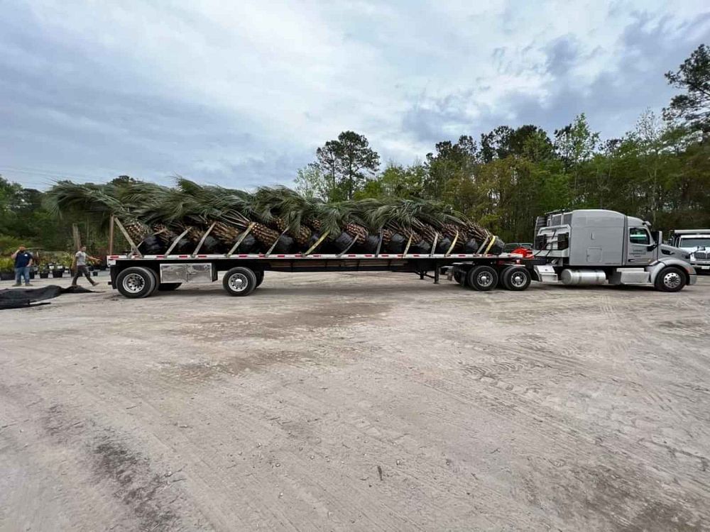 butia-capitata-cocos-australis-pindo-palm-jelly-palm