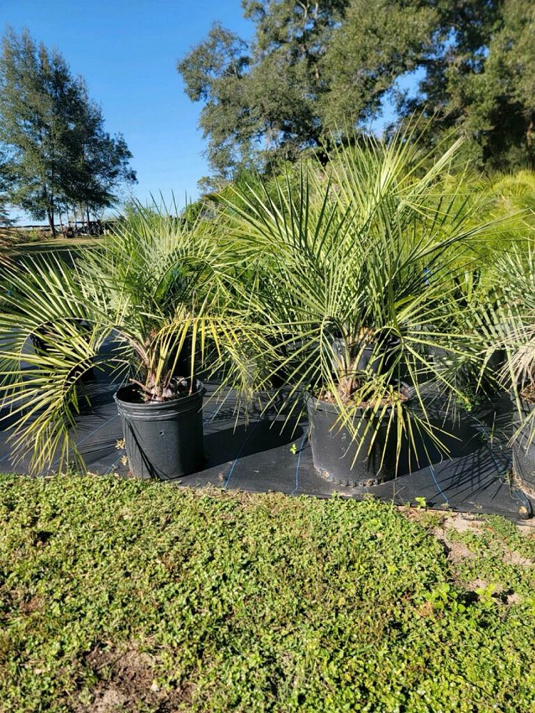 butia-capitata-cocos-australis-pindo-palm-jelly-palm
