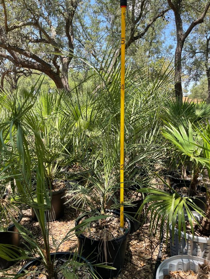 butia-capitata-cocos-australis-pindo-palm-jelly-palm