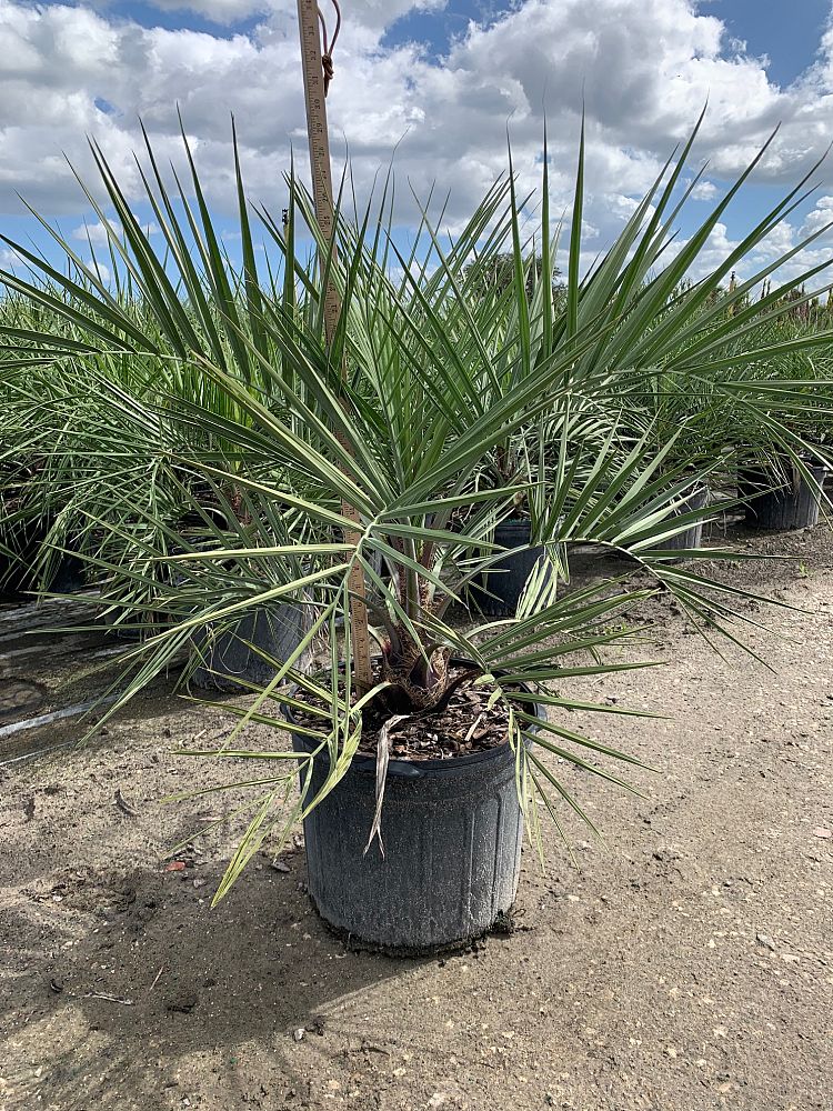 butia-capitata-cocos-australis-pindo-palm-jelly-palm