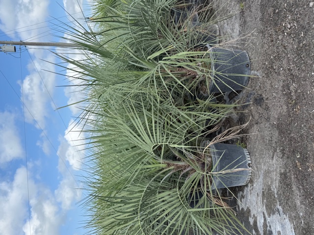 butia-capitata-cocos-australis-pindo-palm-jelly-palm