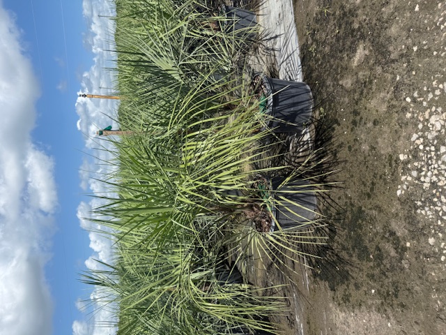 butia-capitata-cocos-australis-pindo-palm-jelly-palm