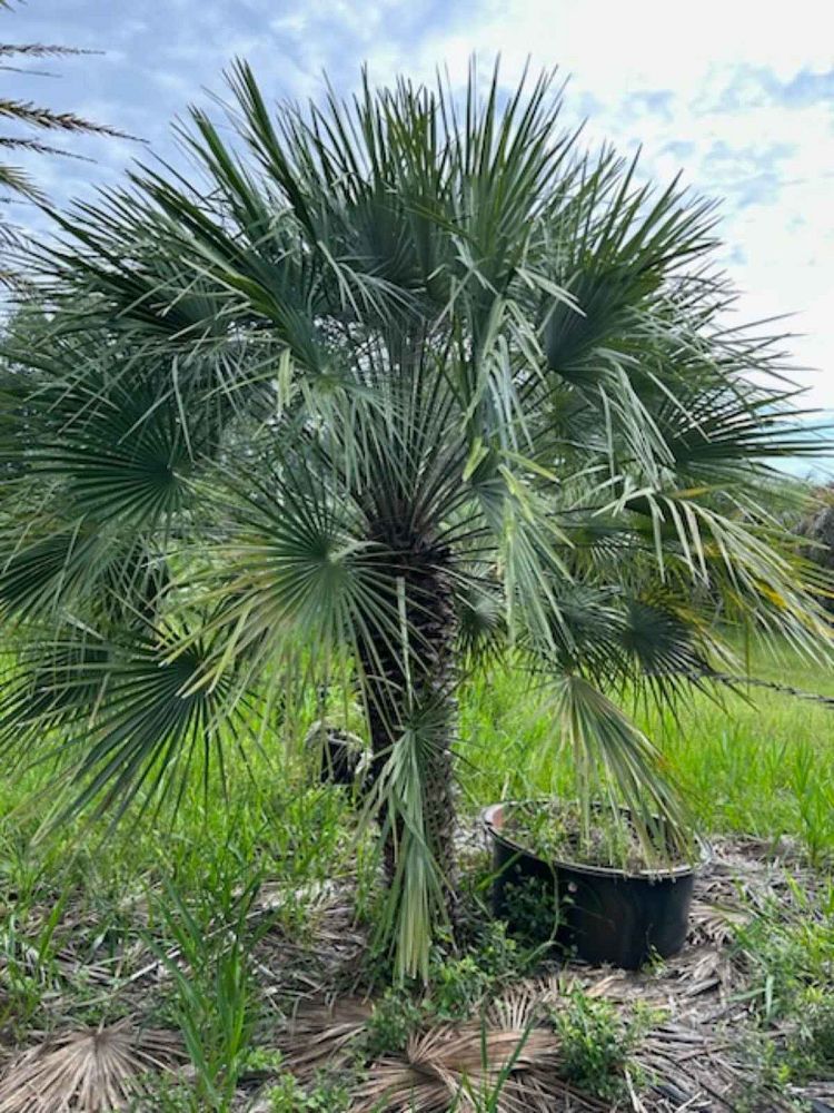 butia-capitata-cocos-australis-pindo-palm-jelly-palm
