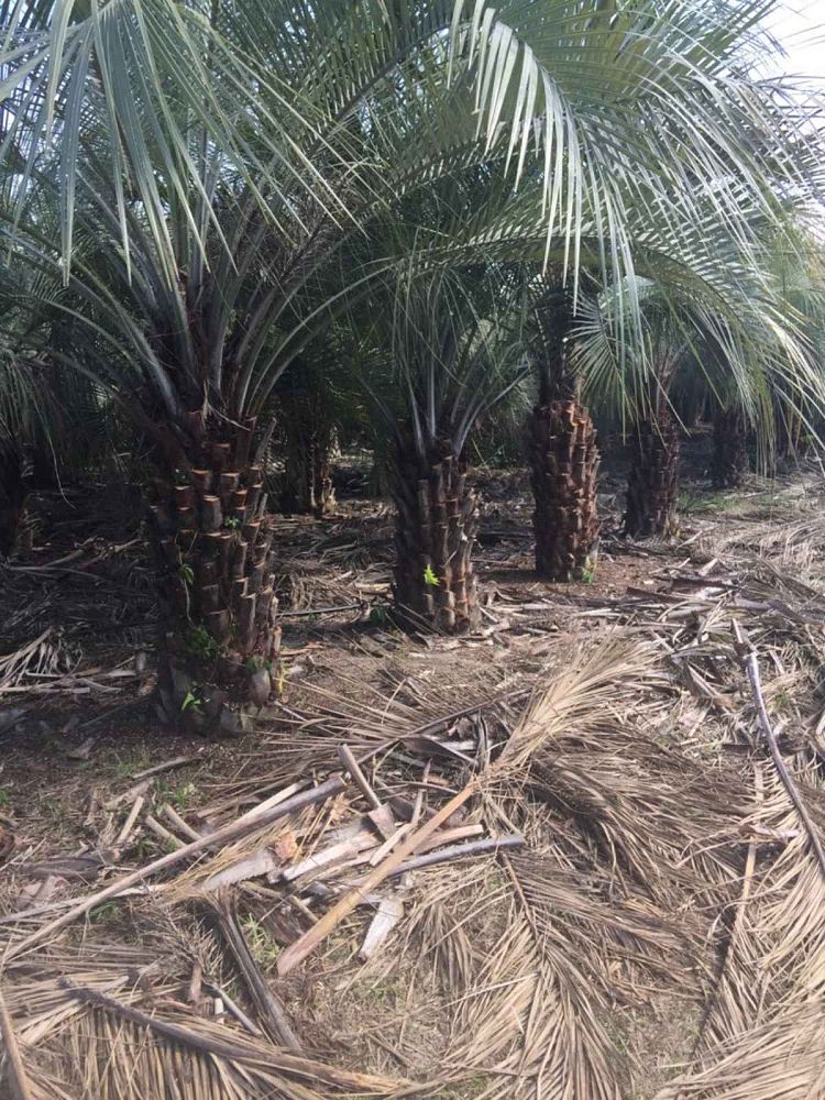 butia-capitata-cocos-australis-pindo-palm-jelly-palm