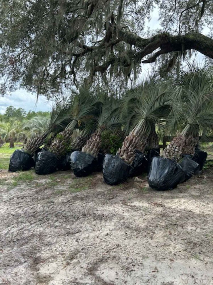 butia-capitata-cocos-australis-pindo-palm-jelly-palm