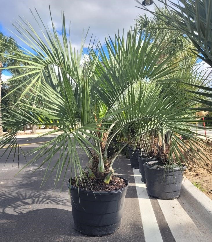 butia-capitata-cocos-australis-pindo-palm-jelly-palm