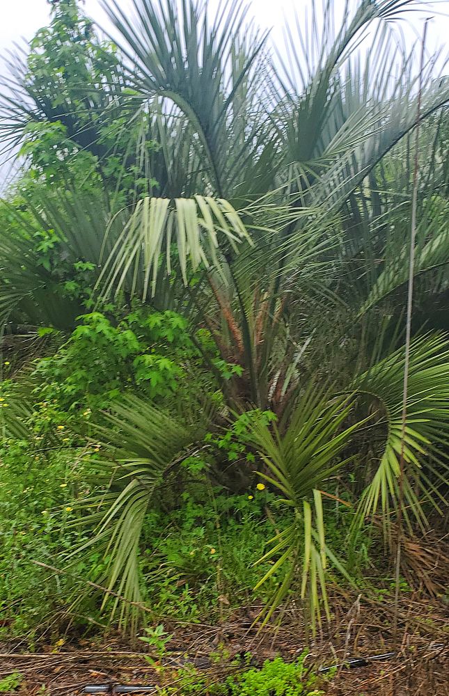 butia-capitata-cocos-australis-pindo-palm-jelly-palm