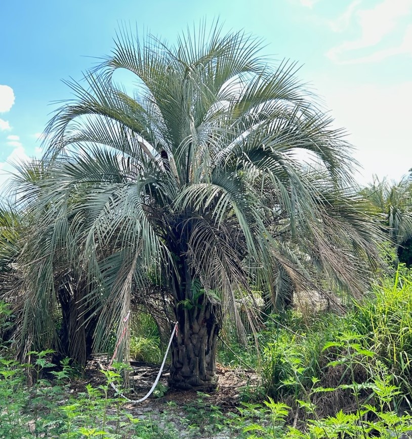 butia-capitata-cocos-australis-pindo-palm-jelly-palm