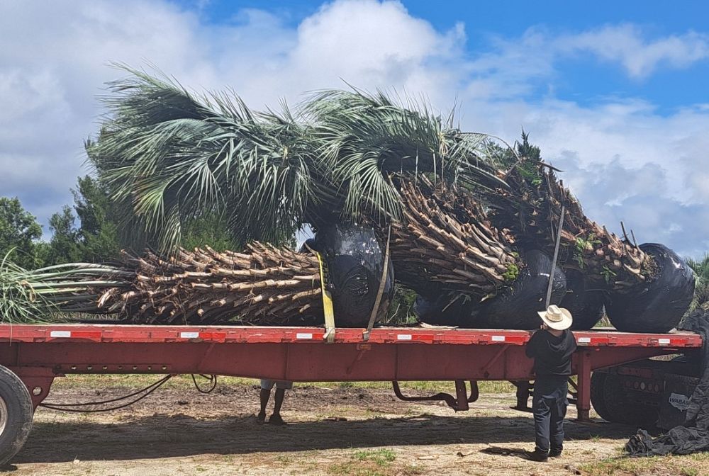 butia-capitata-cocos-australis-pindo-palm-jelly-palm