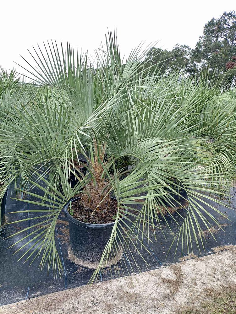 butia-capitata-cocos-australis-pindo-palm-jelly-palm