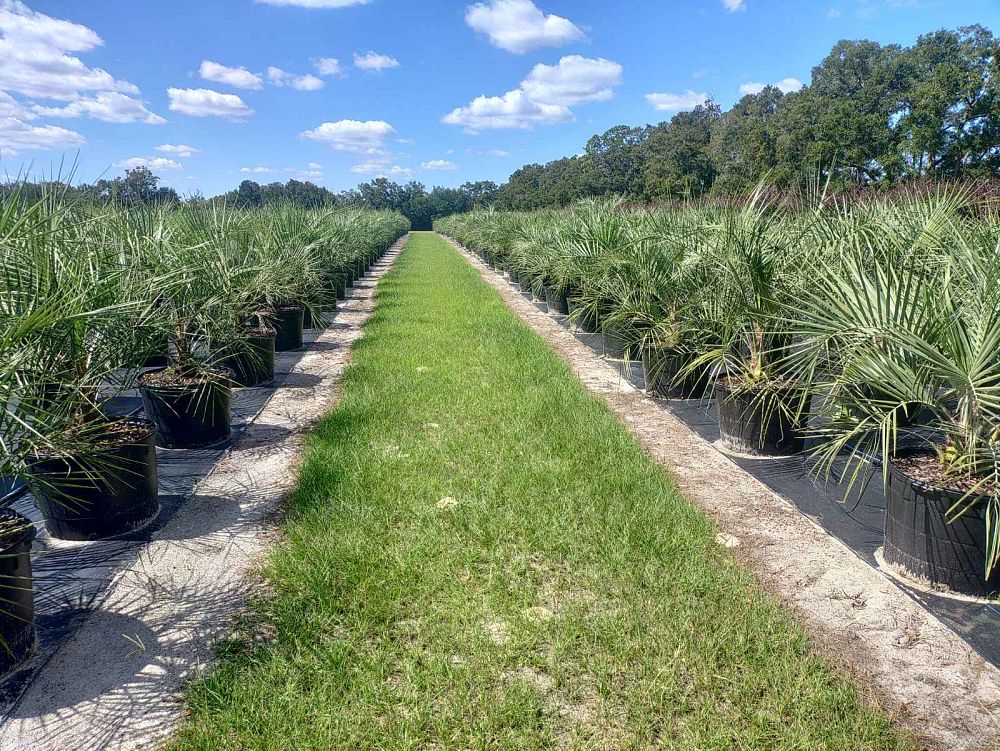 butia-capitata-cocos-australis-pindo-palm-jelly-palm