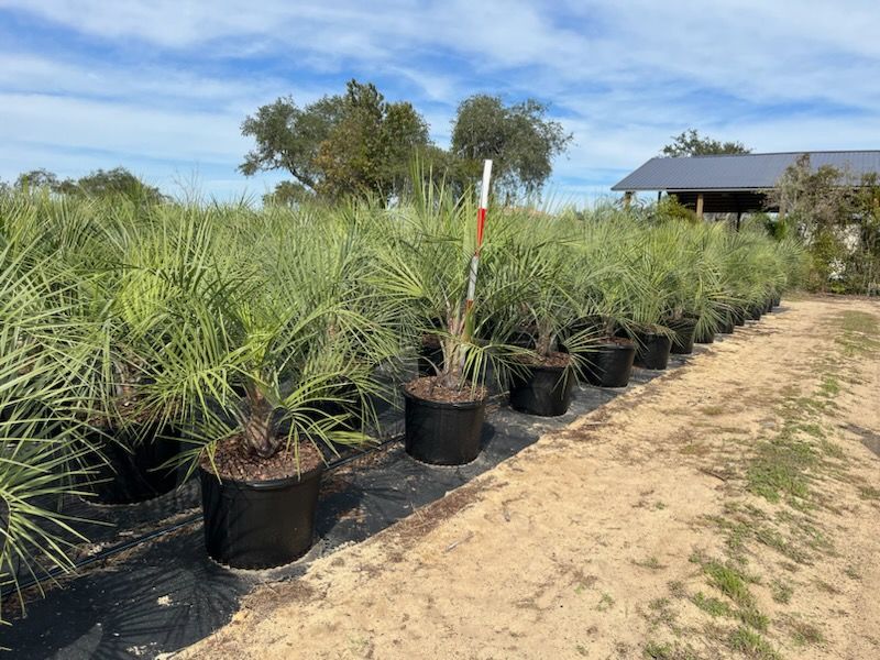 butia-capitata-cocos-australis-pindo-palm-jelly-palm