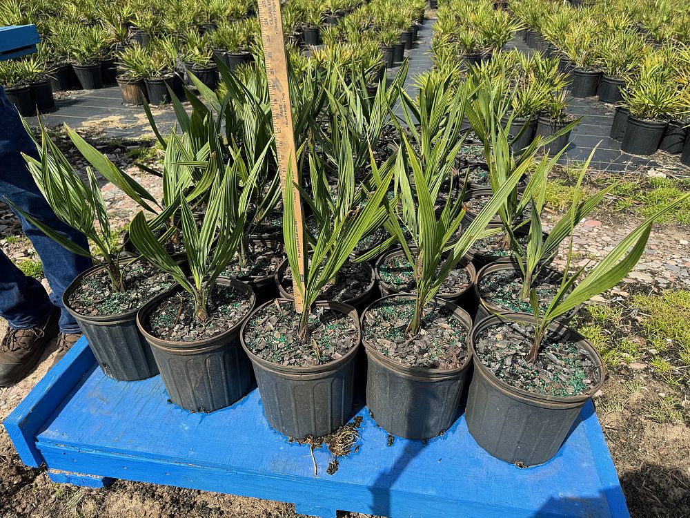 butia-capitata-cocos-australis-pindo-palm-jelly-palm