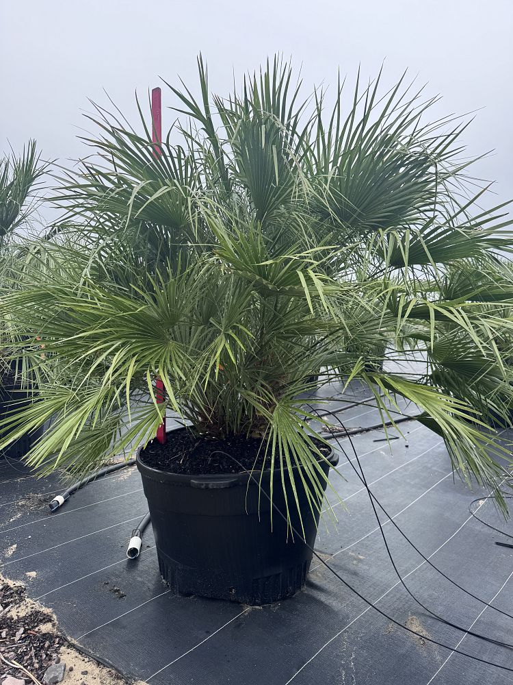butia-capitata-cocos-australis-pindo-palm-jelly-palm