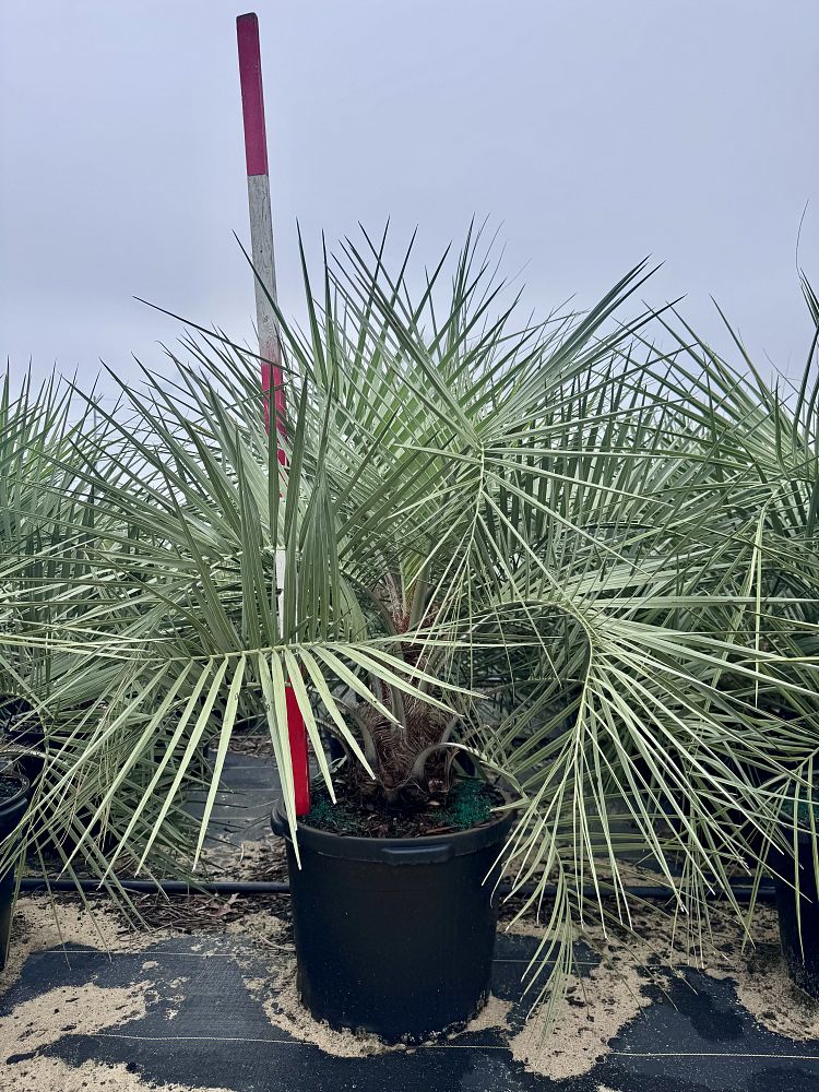 butia-capitata-cocos-australis-pindo-palm-jelly-palm
