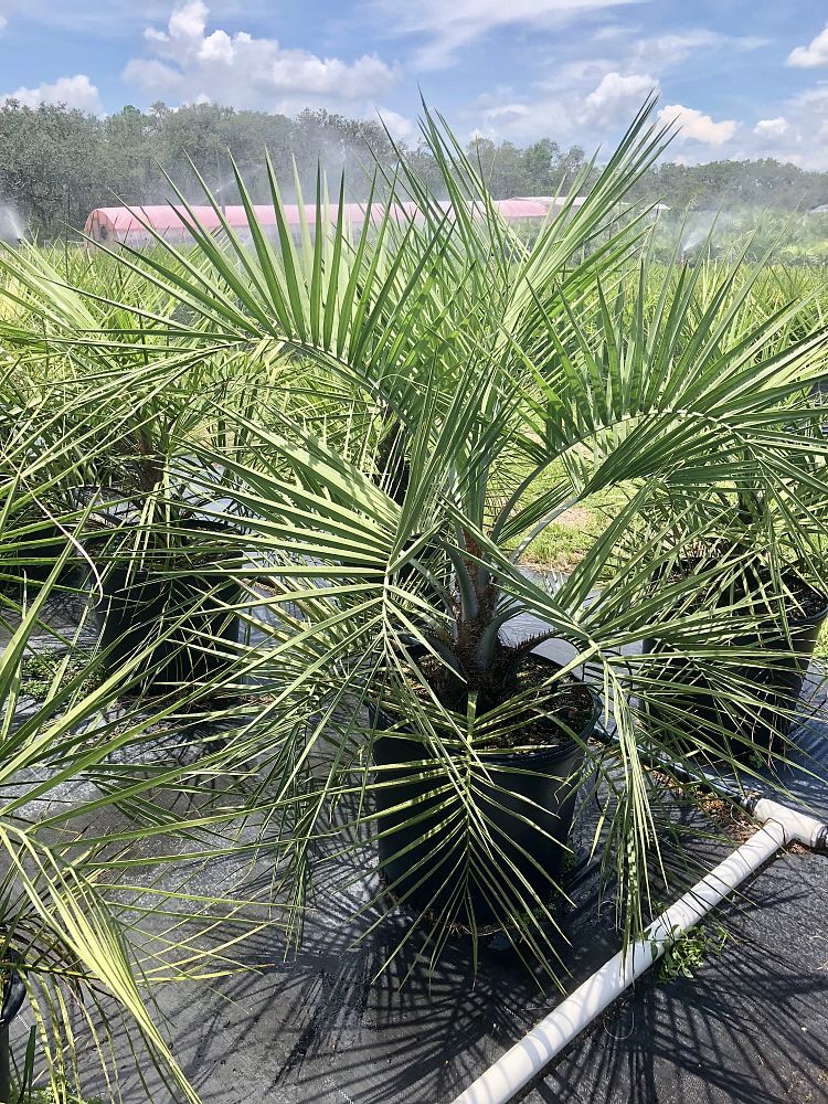 butia-capitata-cocos-australis-pindo-palm-jelly-palm