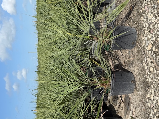 butia-capitata-cocos-australis-pindo-palm-jelly-palm
