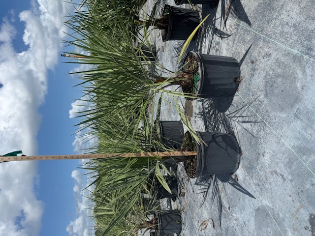 butia-capitata-cocos-australis-pindo-palm-jelly-palm