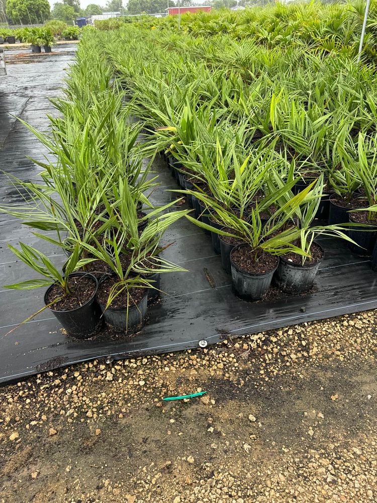 butia-capitata-cocos-australis-pindo-palm-jelly-palm