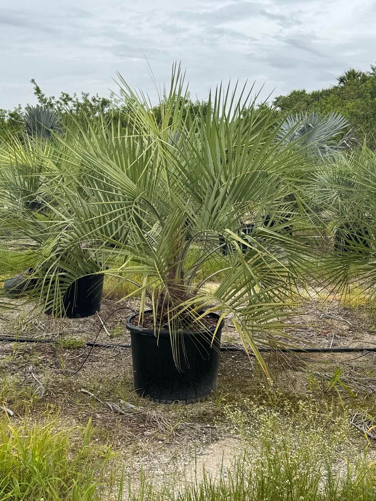 butia-capitata-cocos-australis-pindo-palm-jelly-palm